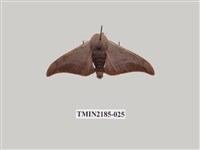 藏品(鉤翅赭蠶蛾)的圖片